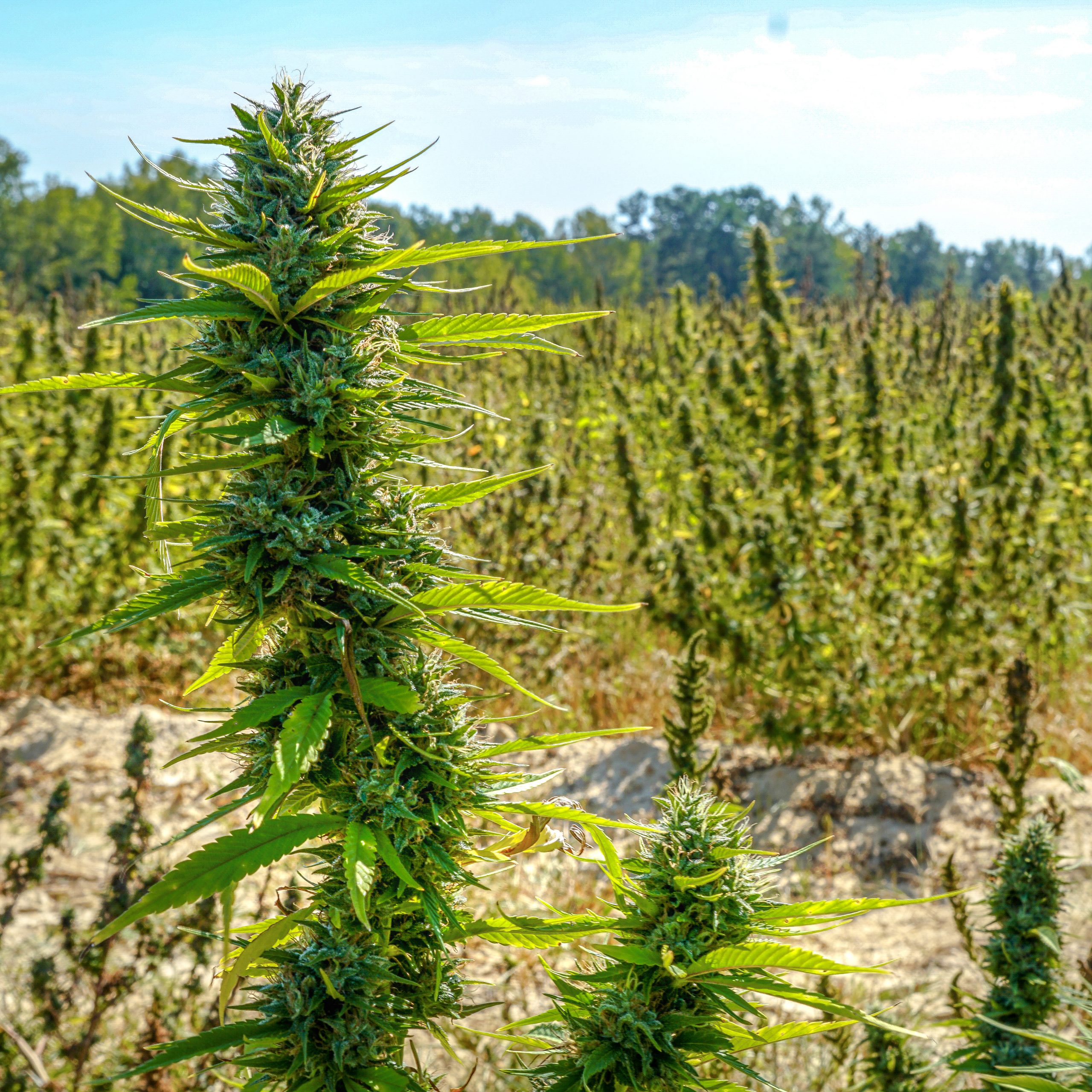 Hemp Plant Open Book Extracts